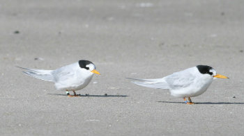 fairy tern Sioux Plowman(copy)